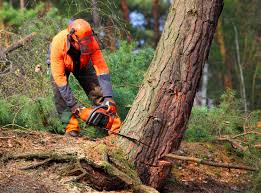 Best Utility Line Clearance  in Selma, NC